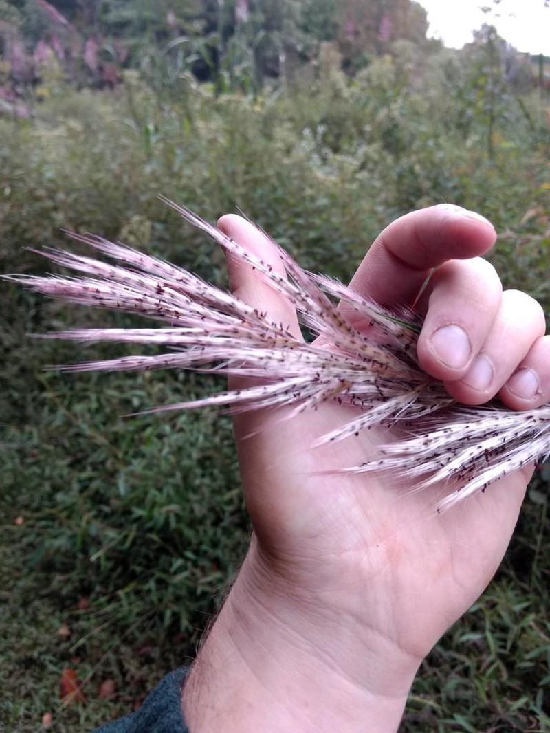 Sugarcane Plumegrass photo 7