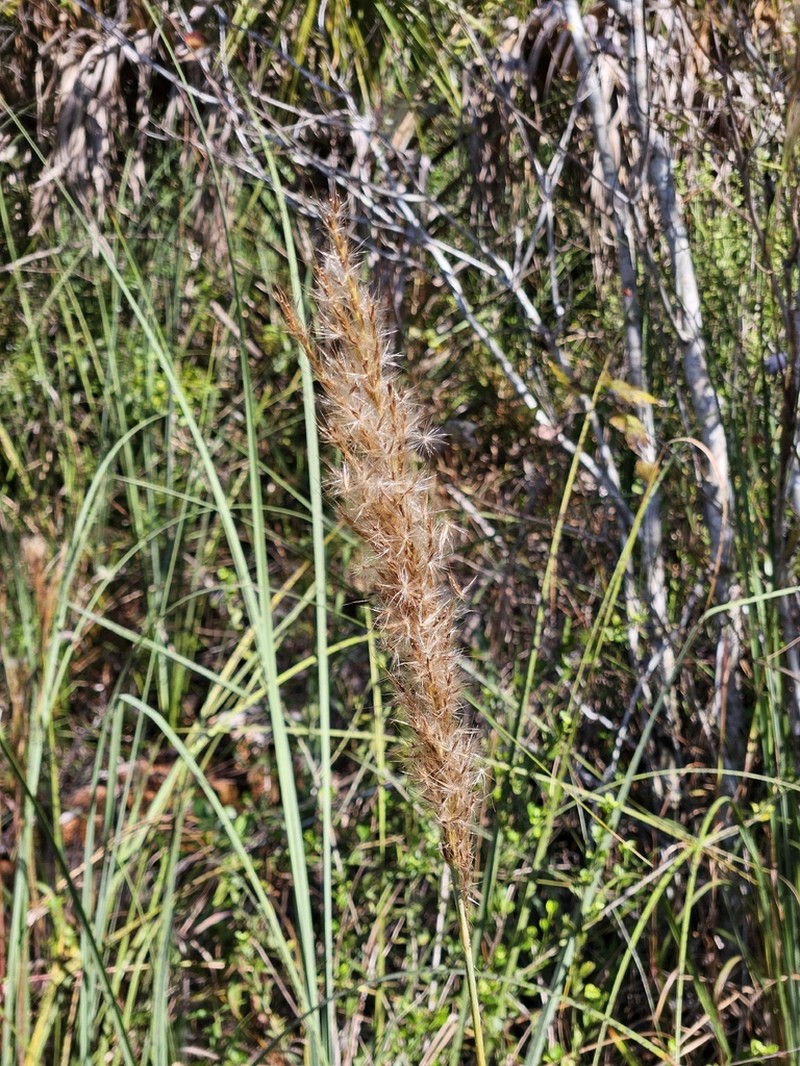 Sugarcane Plumegrass photo 8