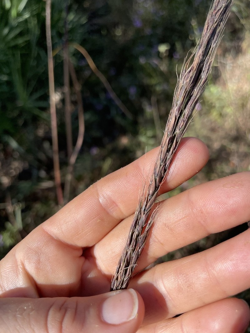 Narrow Plumegrass