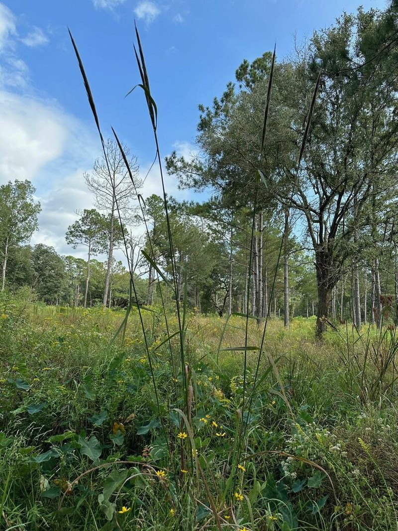 Narrow Plumegrass photo 2