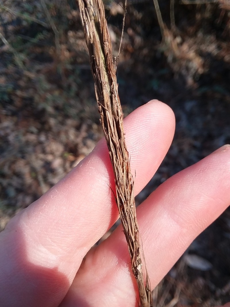 Narrow Plumegrass photo 3
