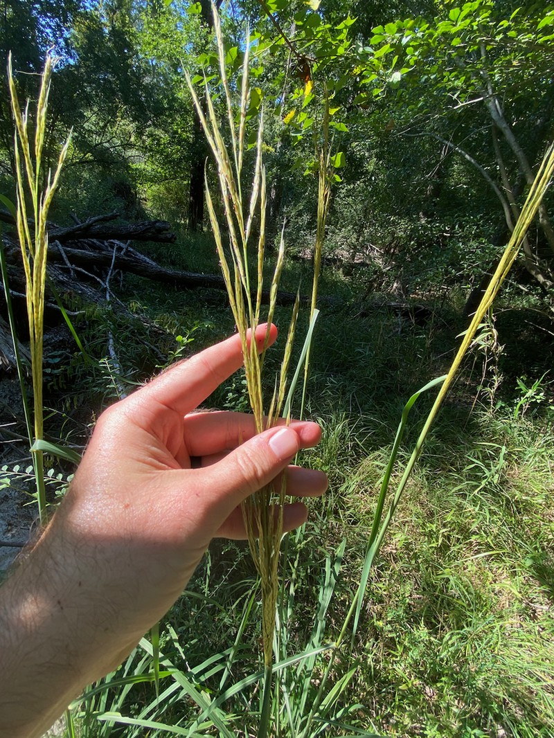 Narrow Plumegrass photo 4