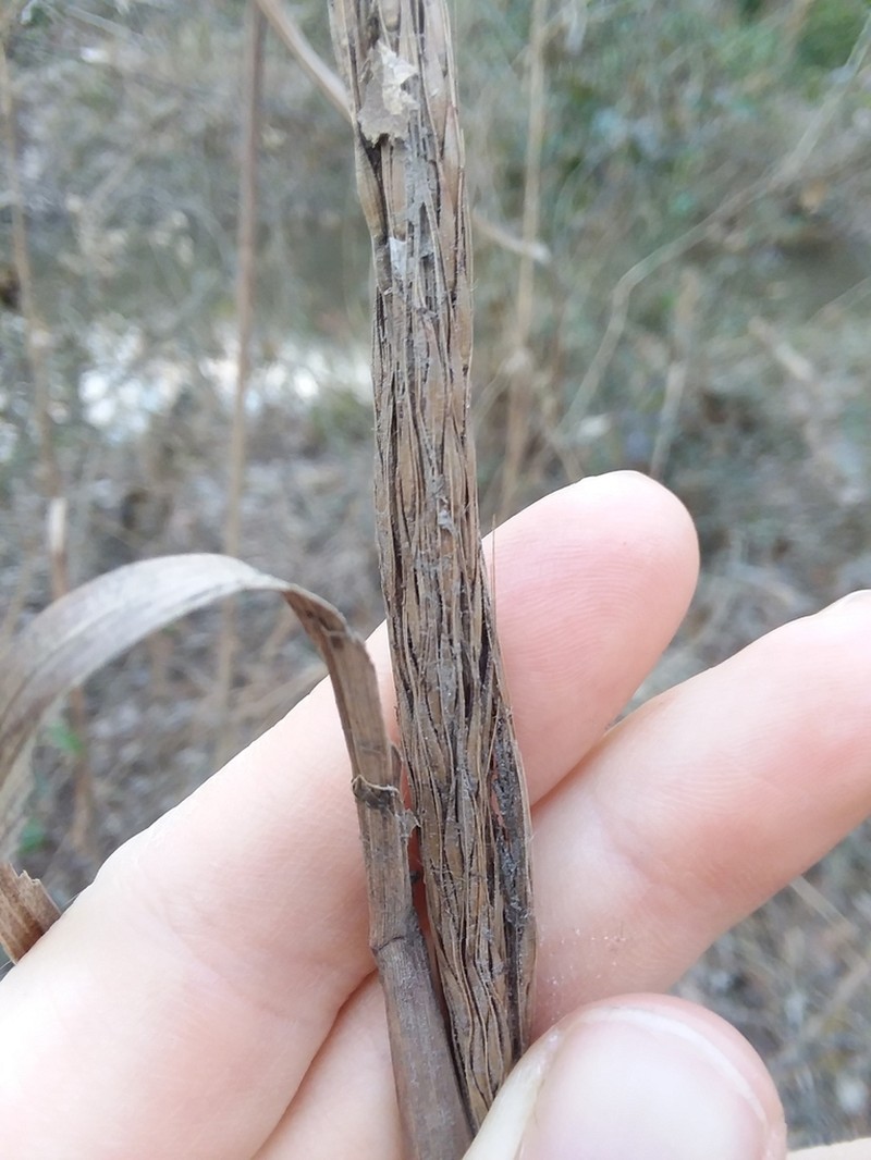 Narrow Plumegrass photo 5