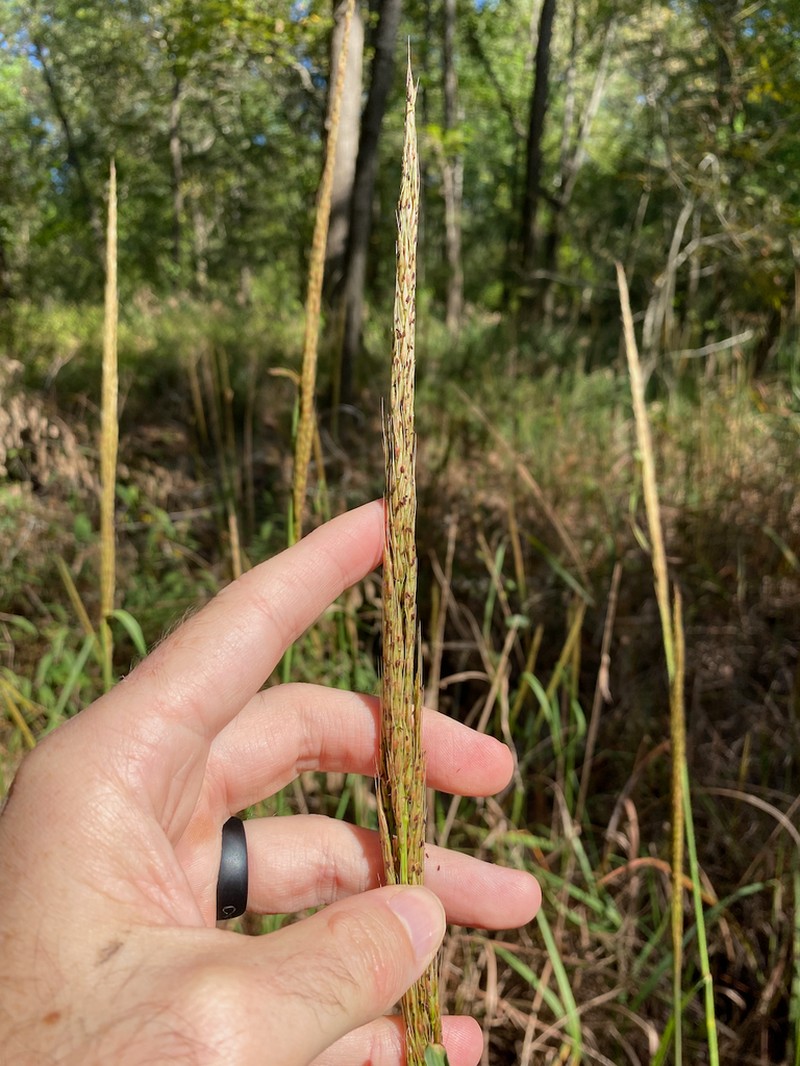 Narrow Plumegrass photo 6