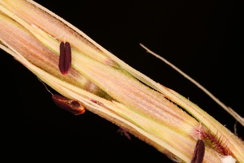 Narrow Plumegrass photo 7