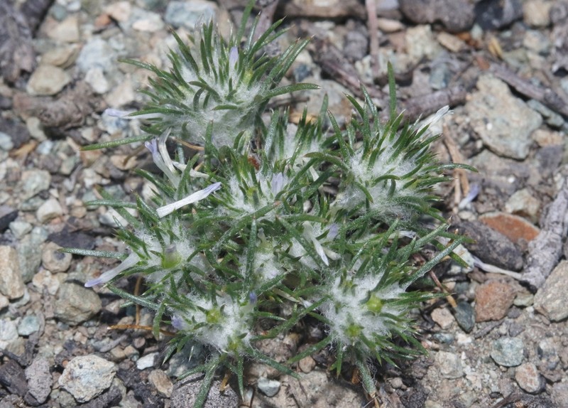 Abrams' Woollystar photo 2