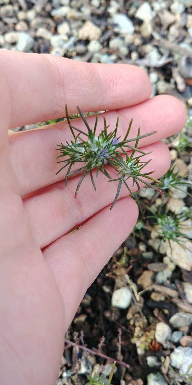 Abrams' Woollystar photo 3