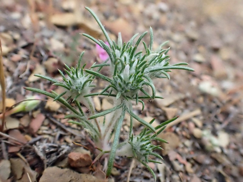 Abrams' Woollystar photo 4