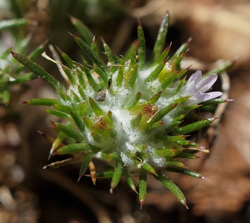 Abrams' Woollystar photo 6