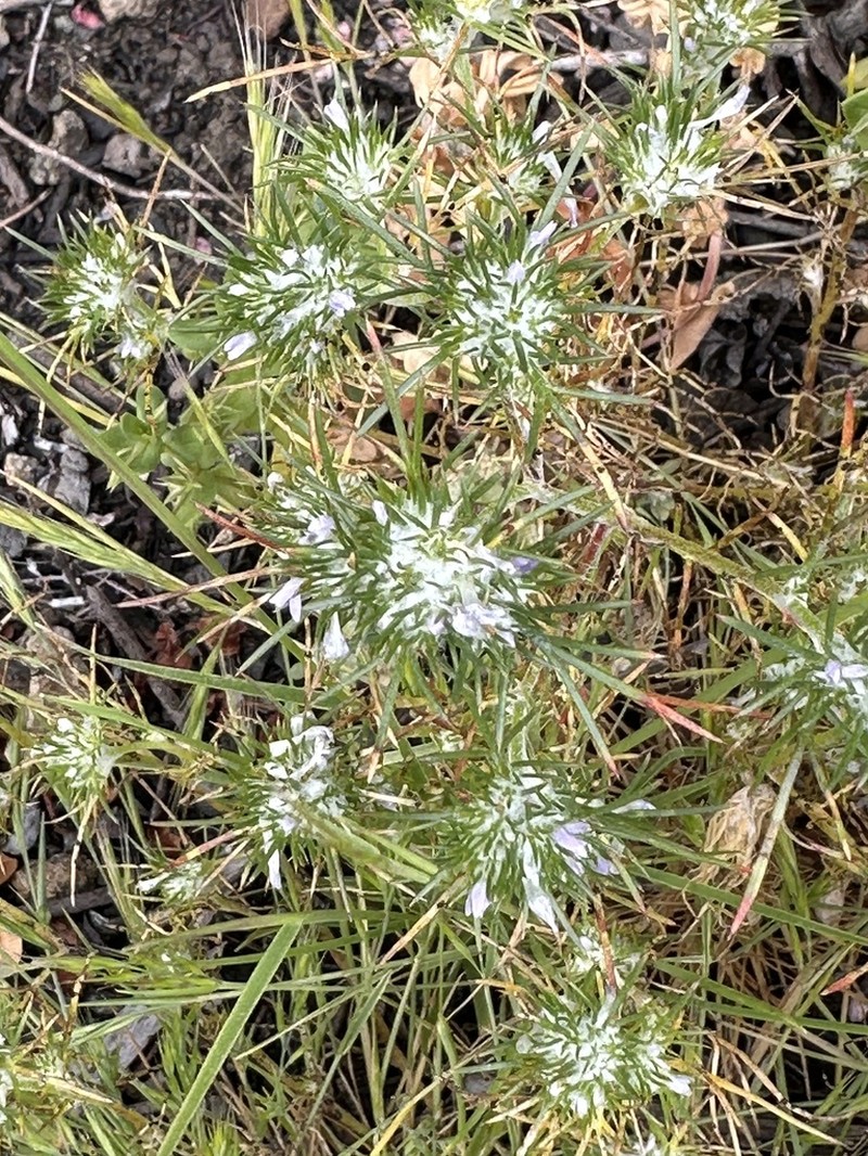 Abrams' Woollystar photo 8