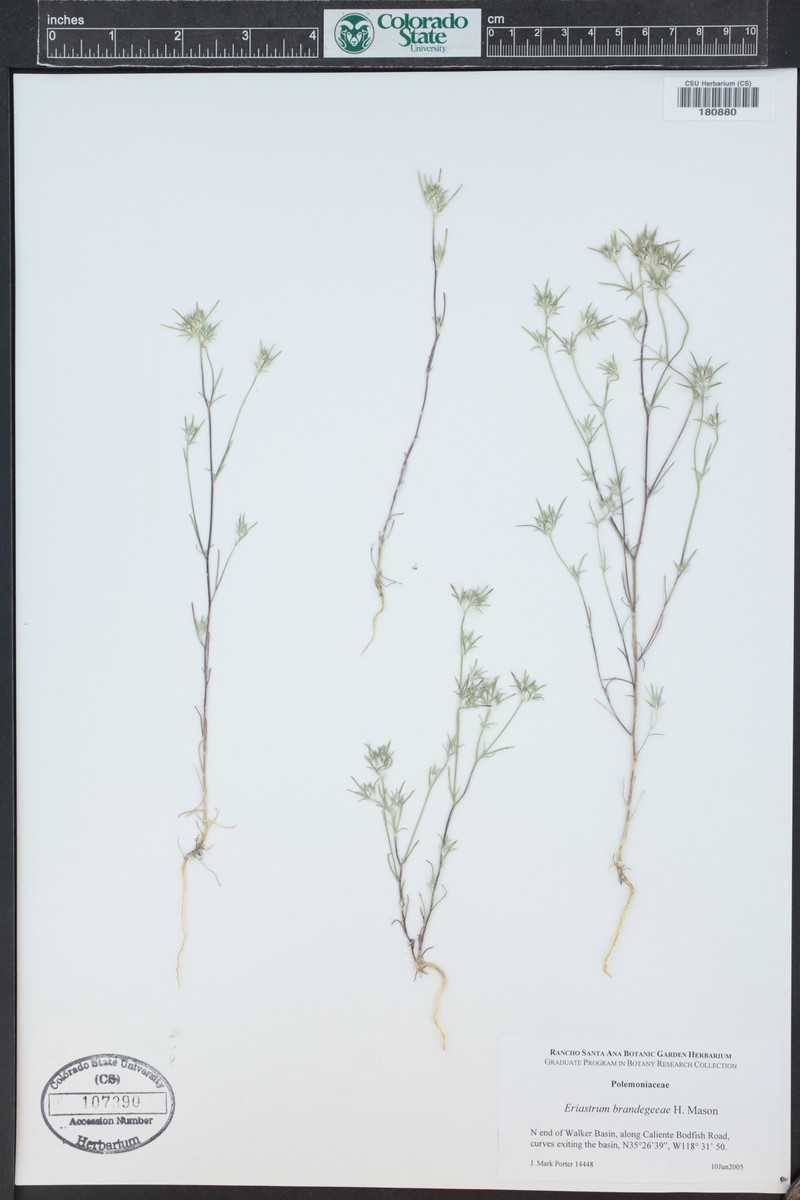 Eriastrum brandegeeae photo 2