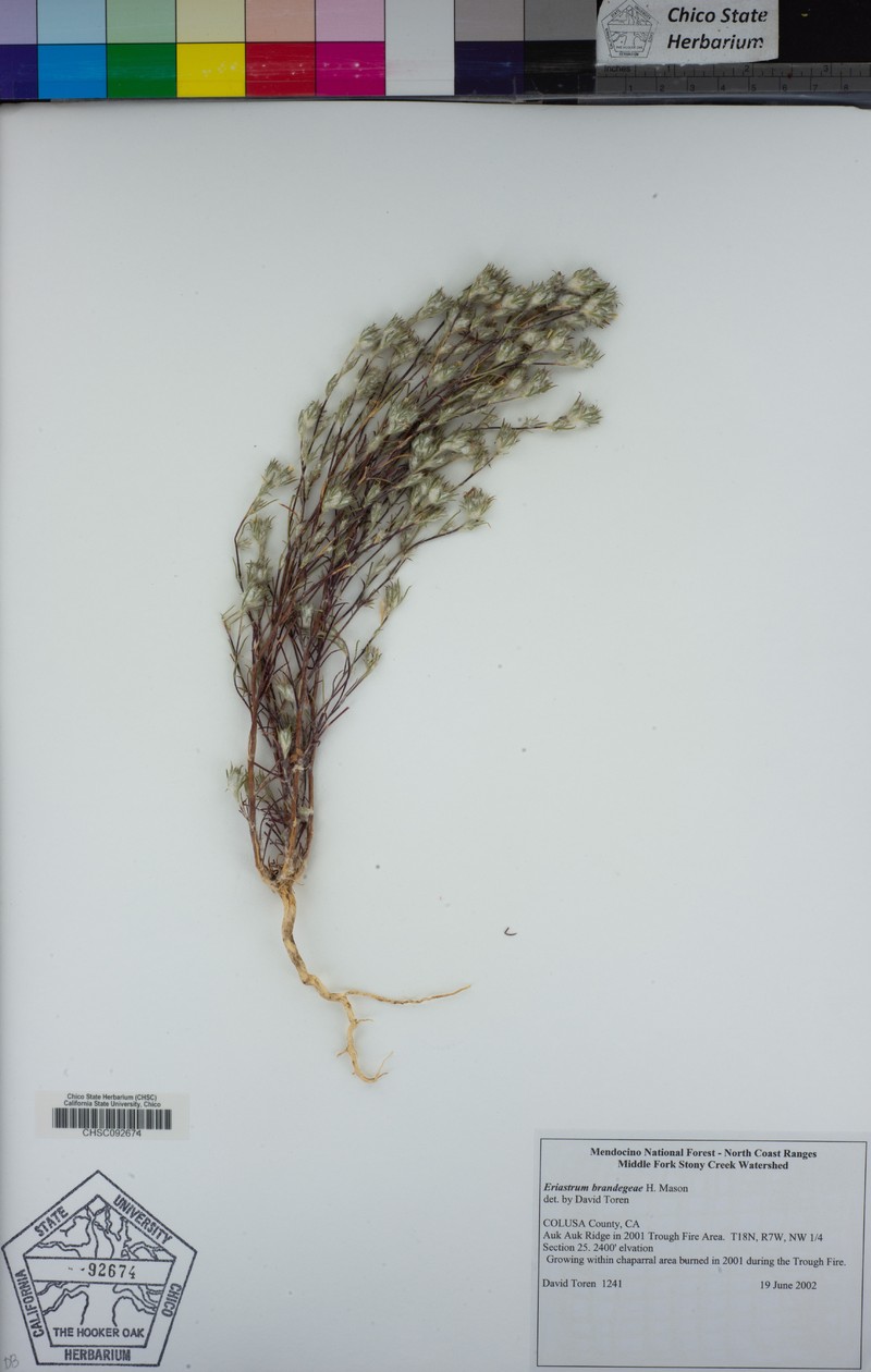 Eriastrum brandegeeae photo 3