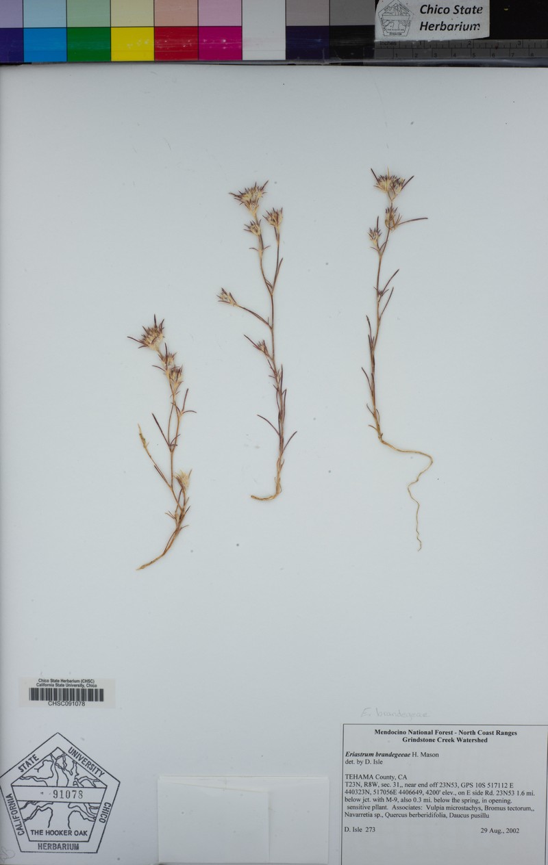 Eriastrum brandegeeae photo 4