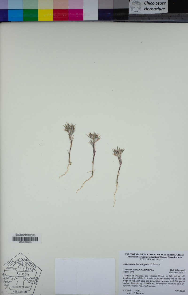 Eriastrum brandegeeae photo 5