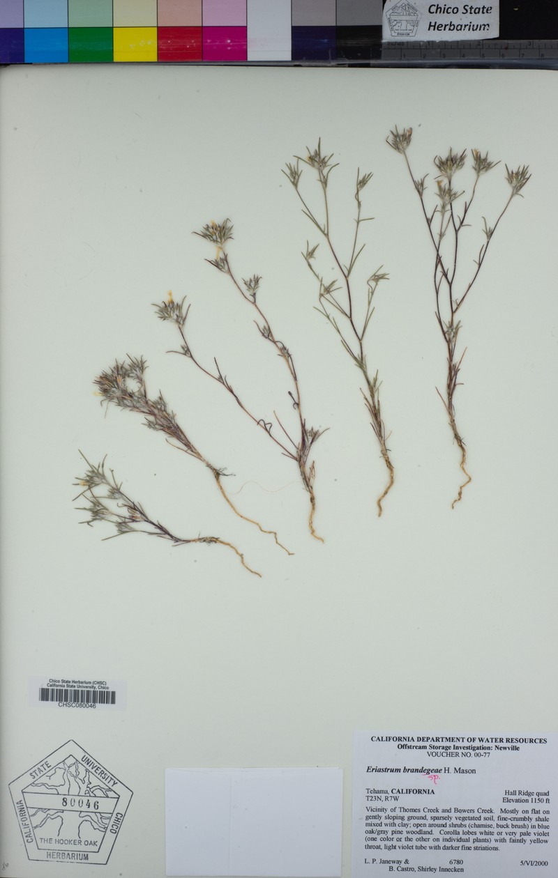 Eriastrum brandegeeae photo 6