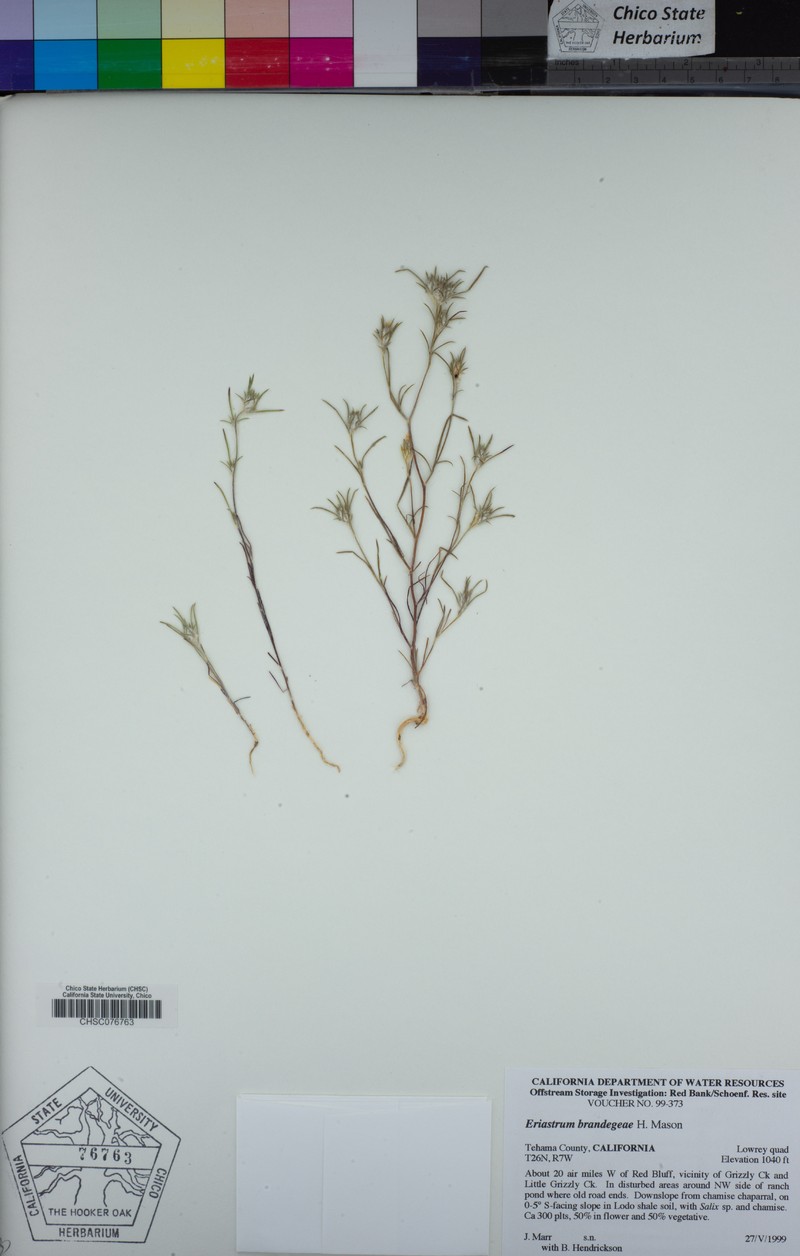 Eriastrum brandegeeae photo 7