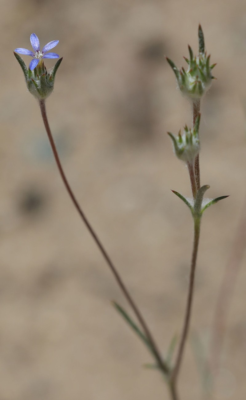 Eriastrum calocyanum photo 2