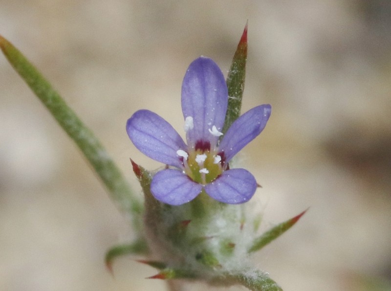 Eriastrum calocyanum photo 3
