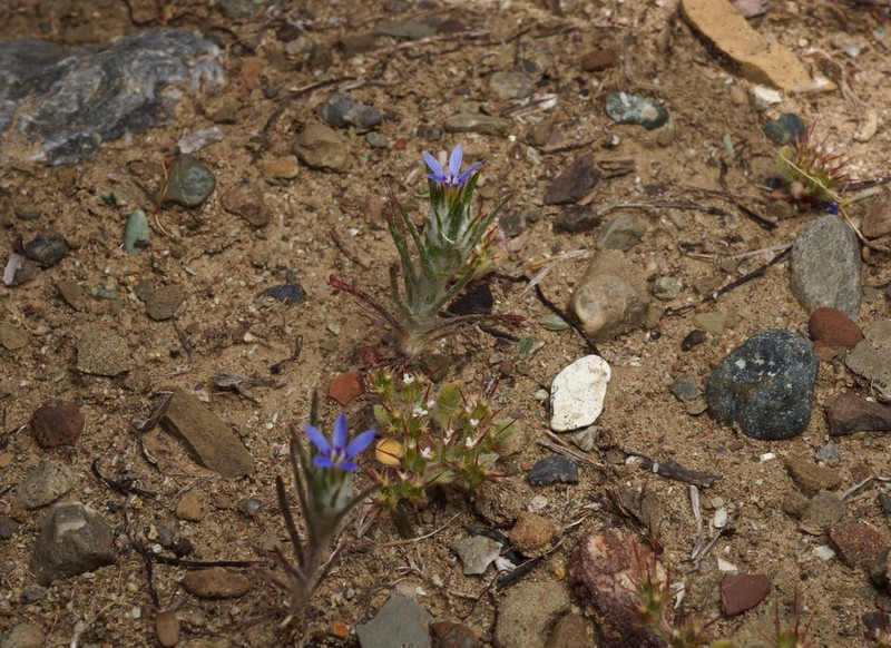 Eriastrum calocyanum photo 4