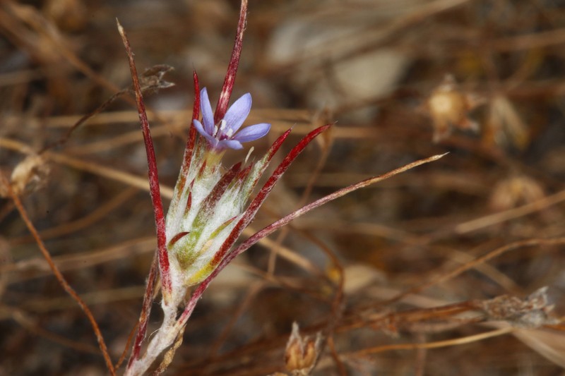 Eriastrum calocyanum photo 5