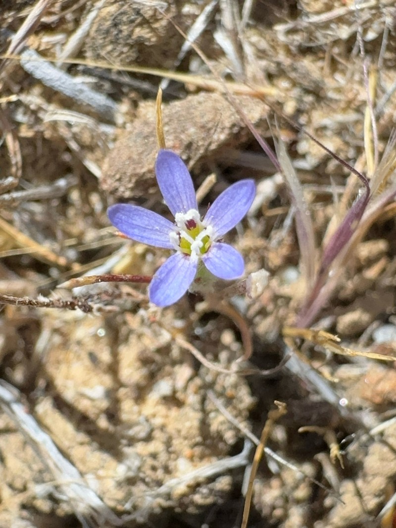 Eriastrum calocyanum photo 6