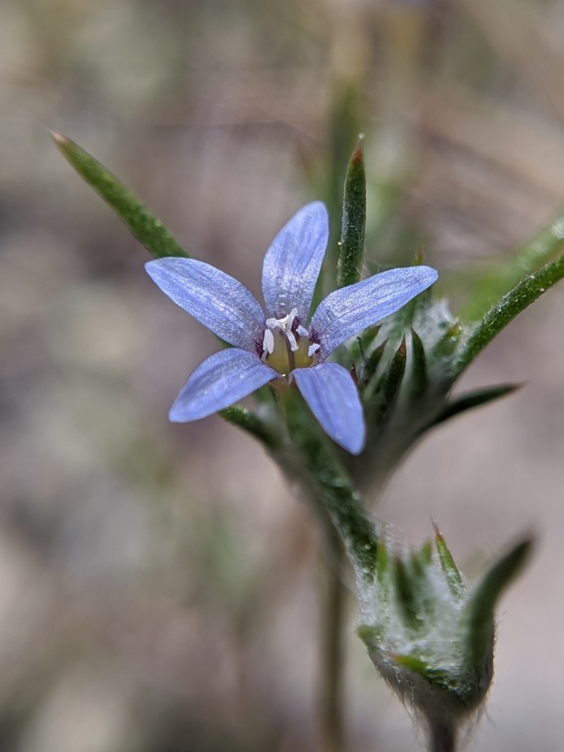 Eriastrum calocyanum photo 7