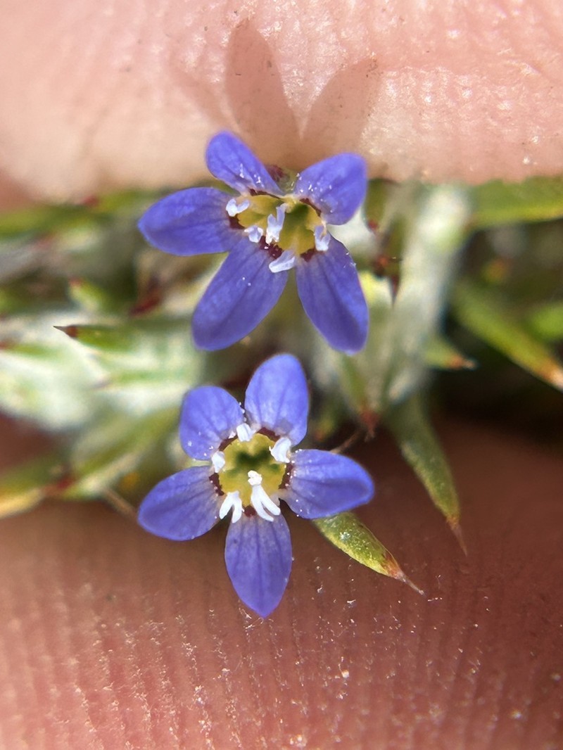 Eriastrum calocyanum photo 8