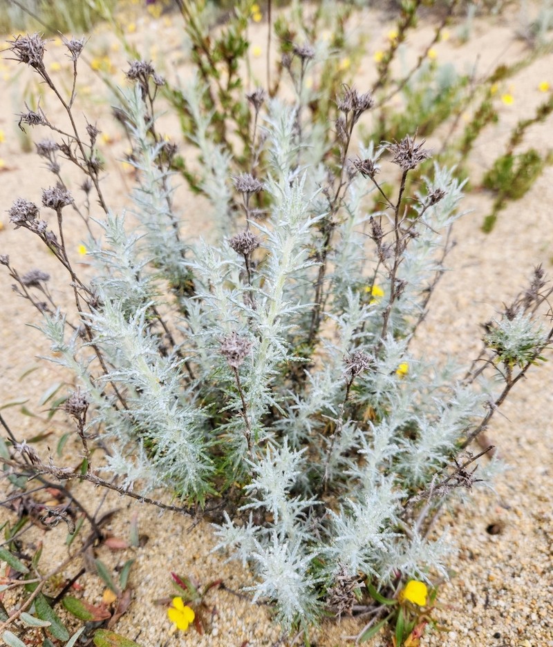 Giant Woollystar photo 4