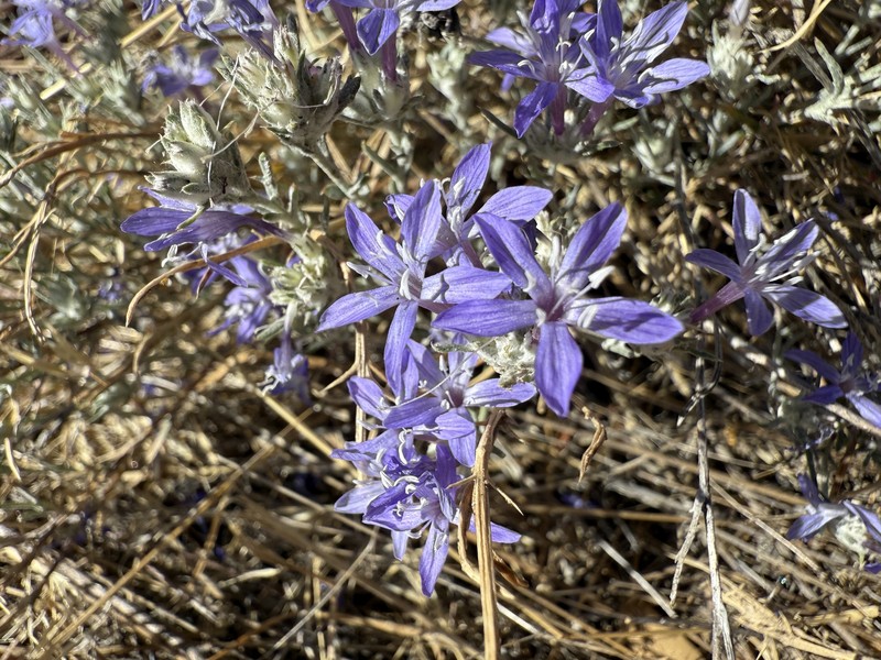 Eriastrum densifolium subsp. austromontanum