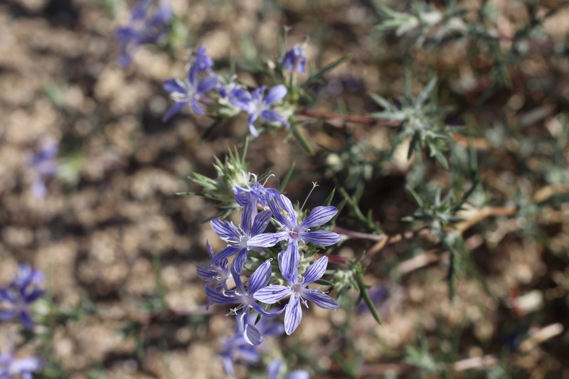 Eriastrum densifolium subsp. austromontanum photo 2