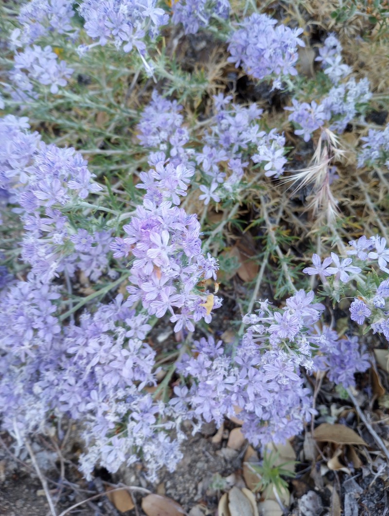 Eriastrum densifolium subsp. austromontanum photo 3
