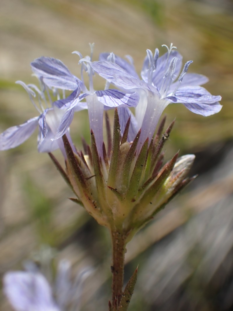 Eriastrum densifolium subsp. austromontanum photo 4