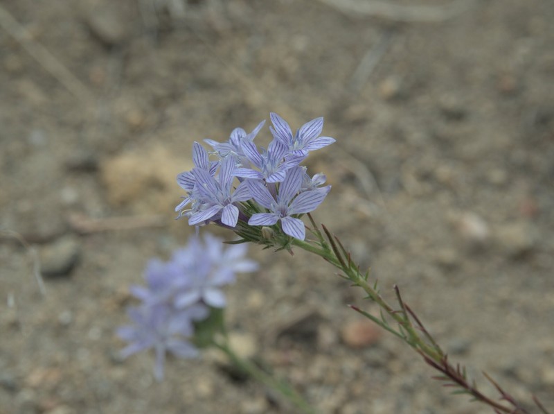 Eriastrum densifolium subsp. austromontanum photo 5