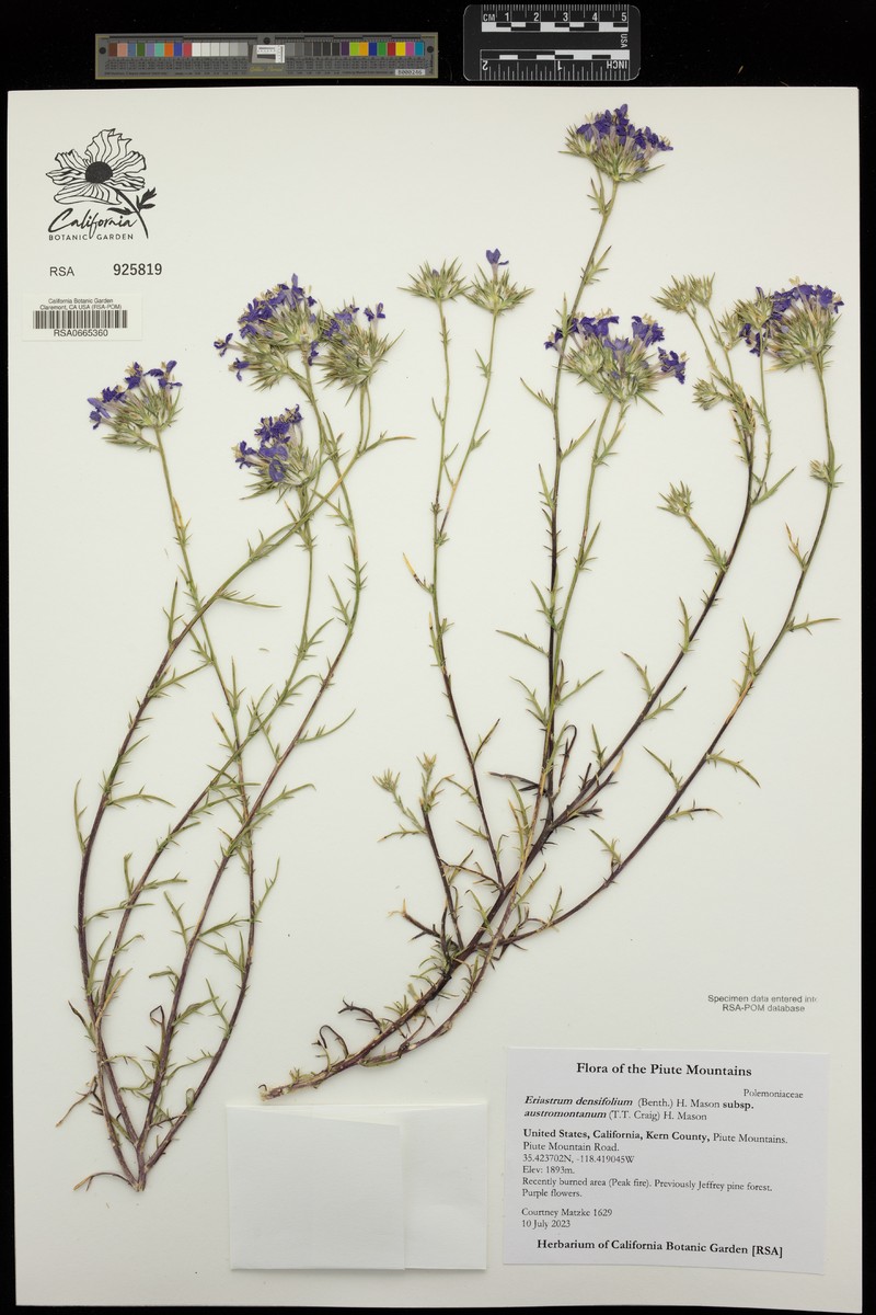 Eriastrum densifolium subsp. austromontanum photo 6