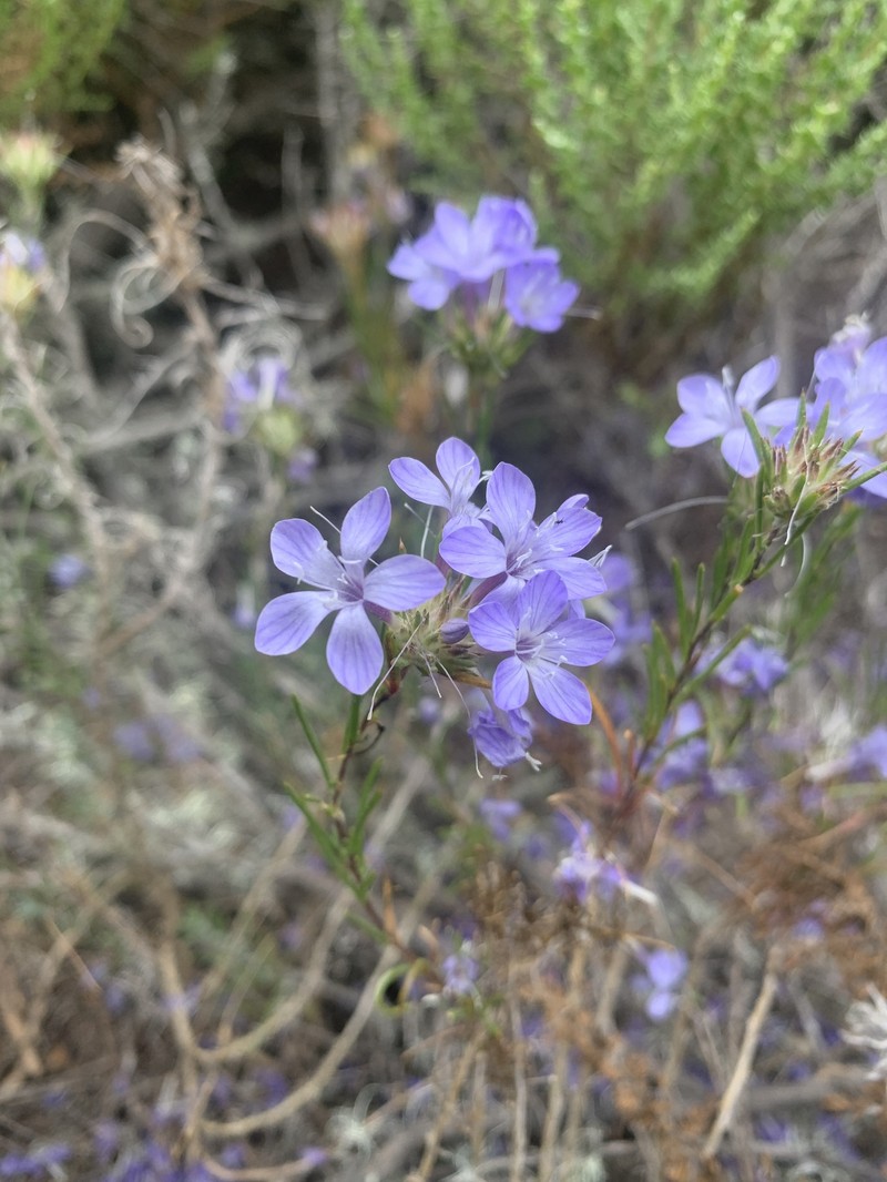 Eriastrum densifolium subsp. densifolium