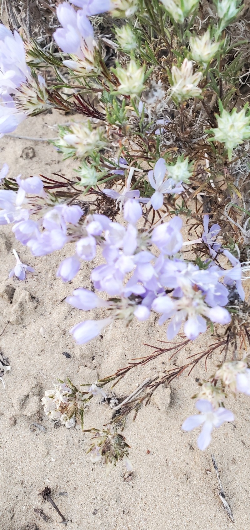 Eriastrum densifolium subsp. densifolium photo 2