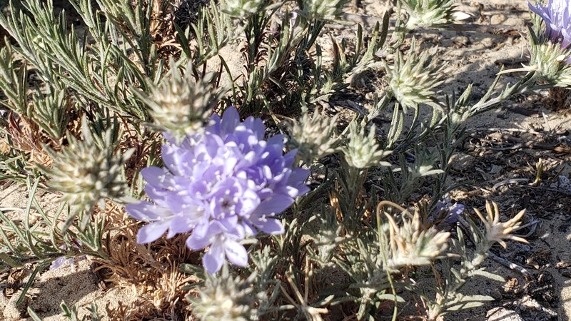 Eriastrum densifolium subsp. densifolium photo 3