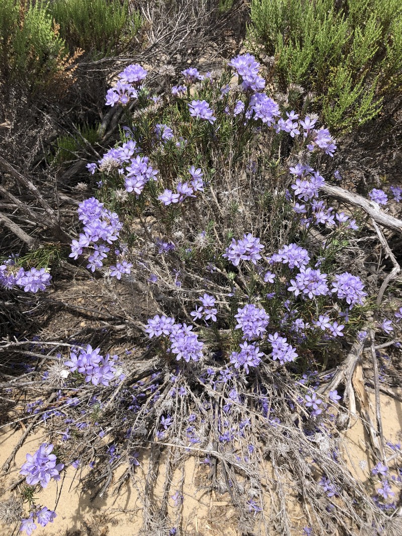 Eriastrum densifolium subsp. densifolium photo 4