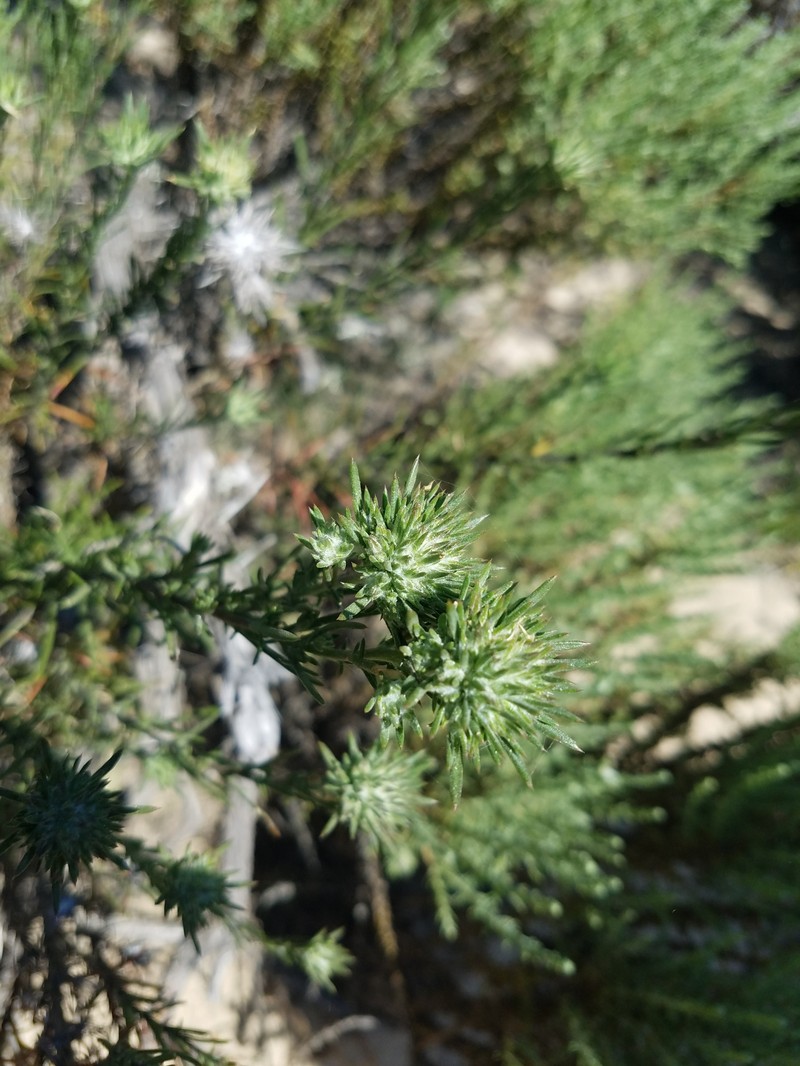 Eriastrum densifolium subsp. densifolium photo 6