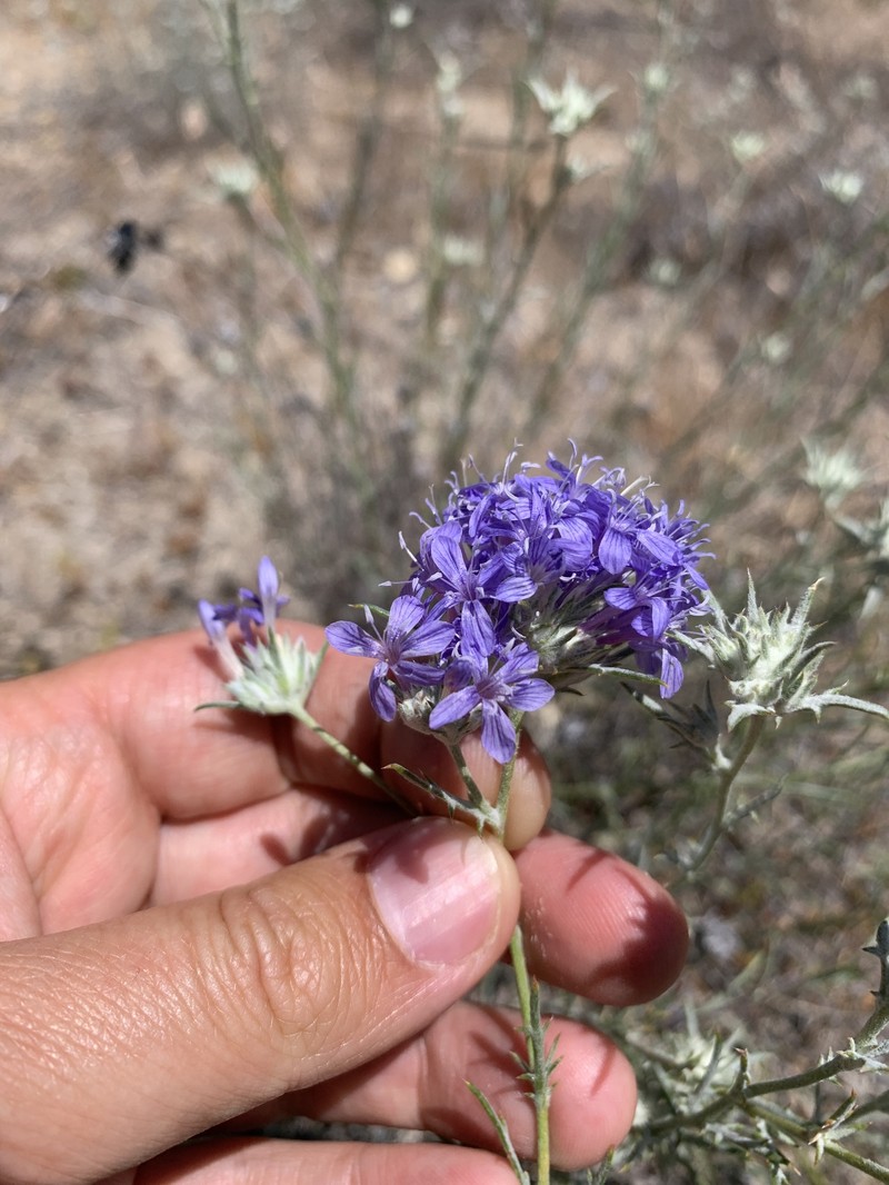 Eriastrum densifolium subsp. elongatum