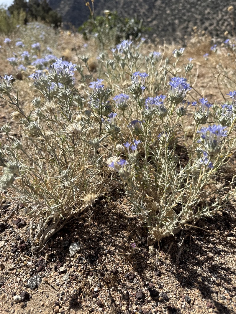 Eriastrum densifolium subsp. elongatum photo 2