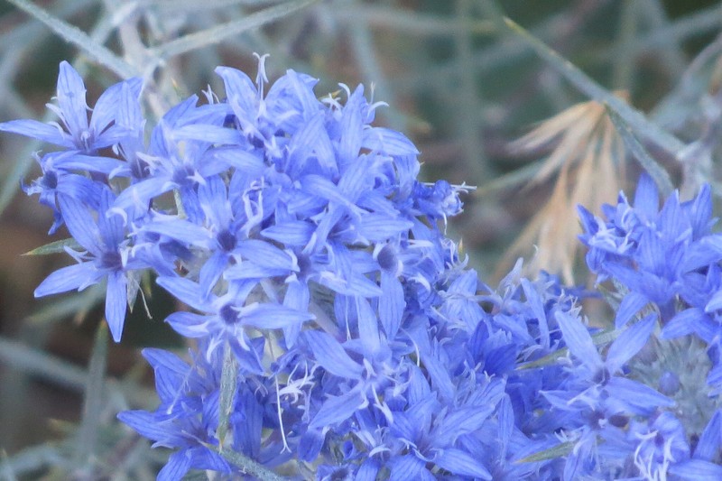 Eriastrum densifolium subsp. elongatum photo 3