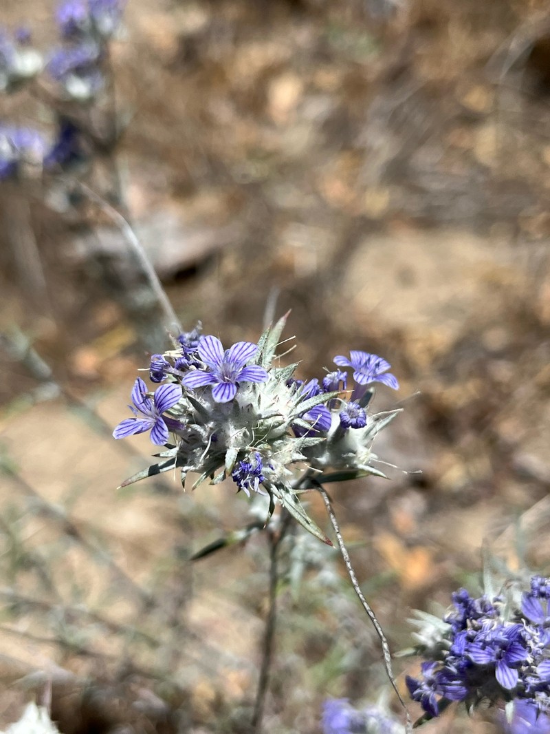 Eriastrum densifolium subsp. elongatum photo 4