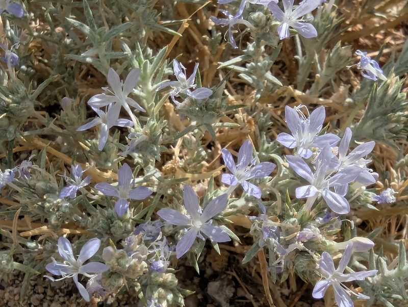 Eriastrum densifolium subsp. elongatum photo 5