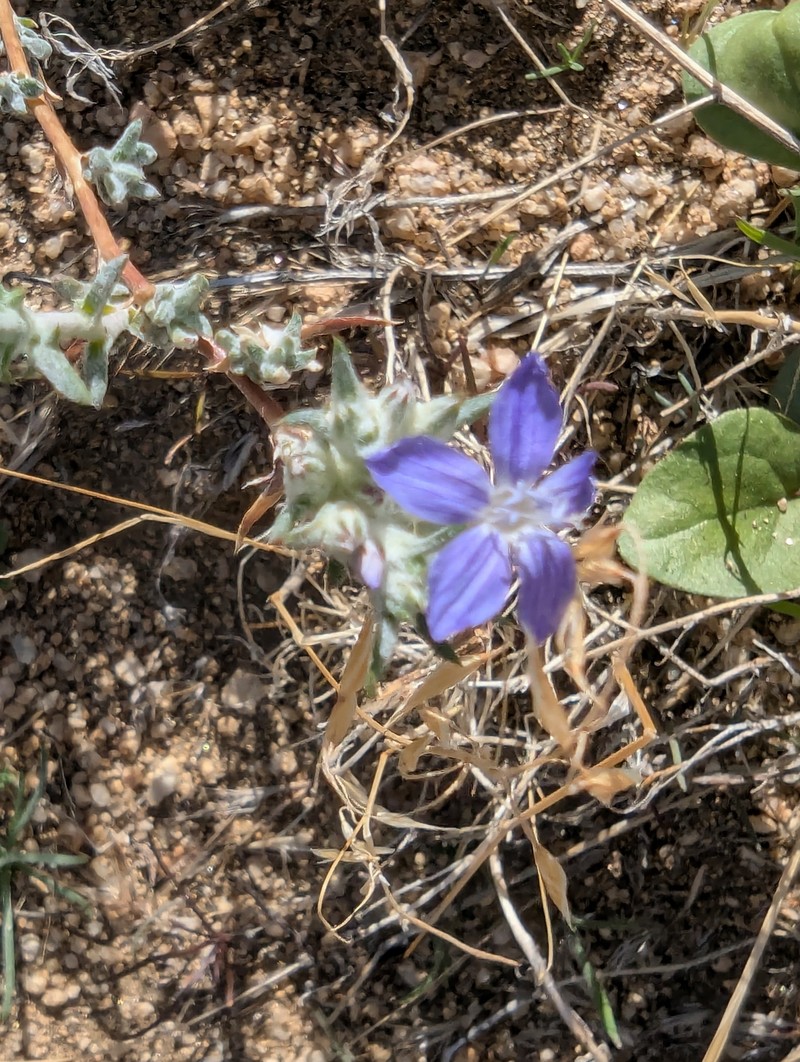 Eriastrum densifolium subsp. elongatum photo 6
