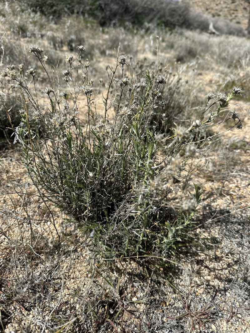 Eriastrum densifolium subsp. elongatum photo 8