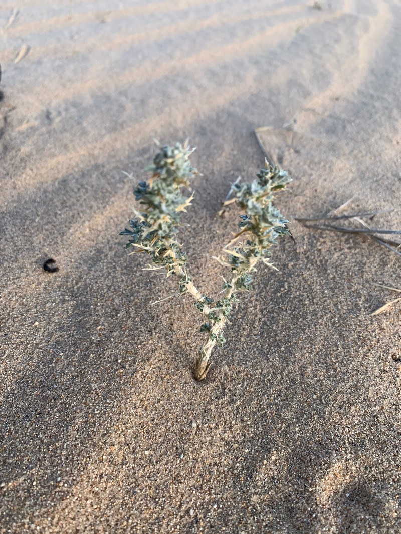 Eriastrum densifolium subsp. mohavense