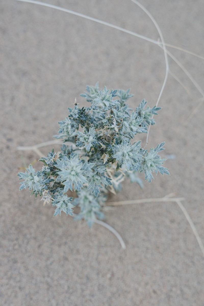 Eriastrum densifolium subsp. mohavense photo 2