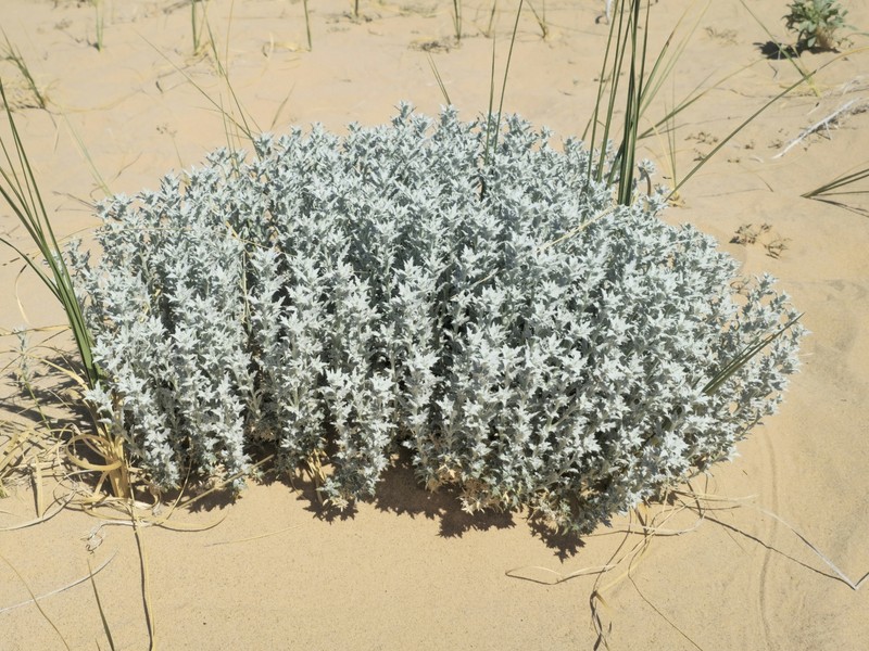 Eriastrum densifolium subsp. mohavense photo 3