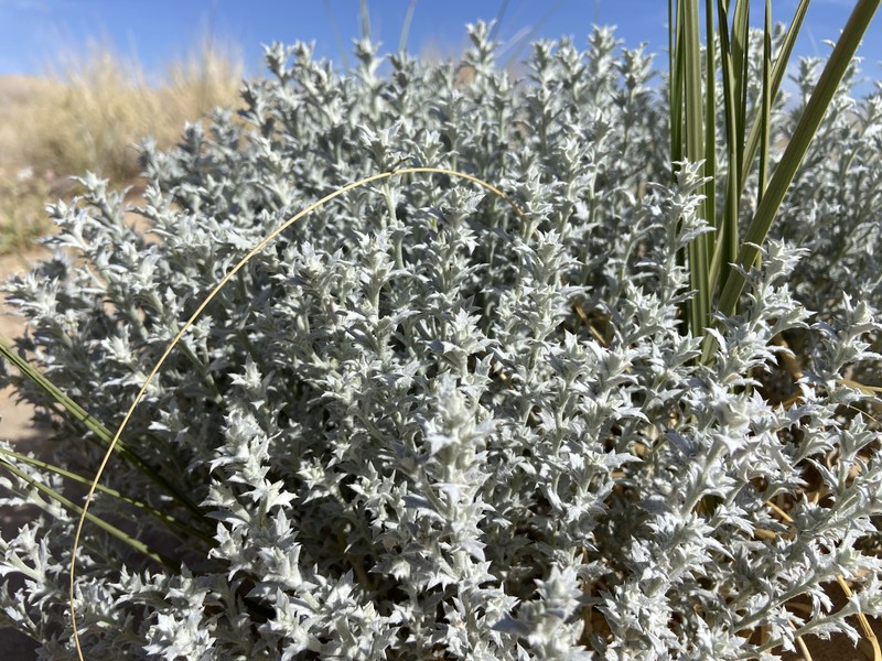Eriastrum densifolium subsp. mohavense photo 4